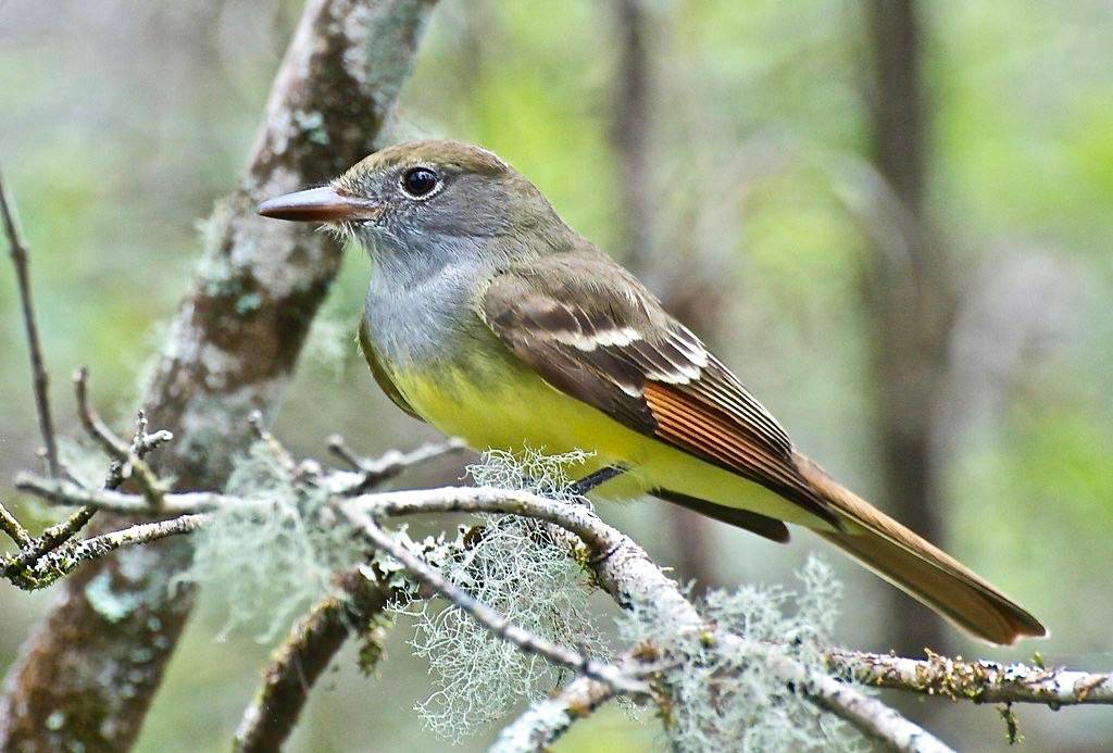 Great Crested Flycatcher at CREW Bird Rookery Trail by vladeb is licensed under CC BY-ND 2.0